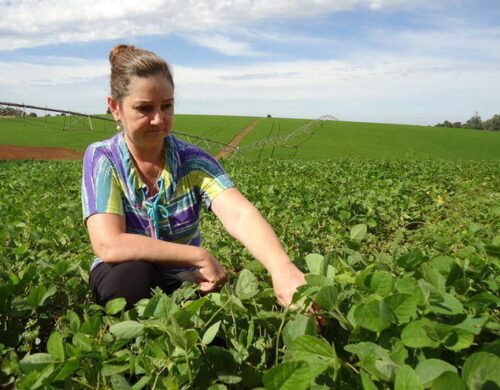 Idade média do agricultor diminui no país; mulheres ganham espaço, diz pesquisa