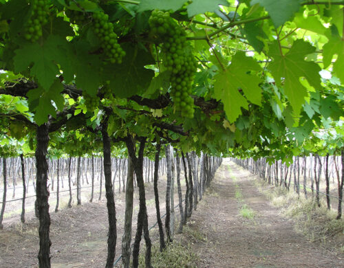 Brasil é pioneiro em Indicação Geográfica de vinhos tropicais, aponta Embrapa