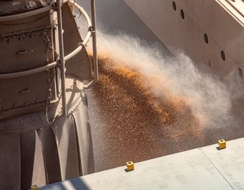 Exportação de milho em março já passa de 1,1 milhão de toneladas superando previsão da Anec
