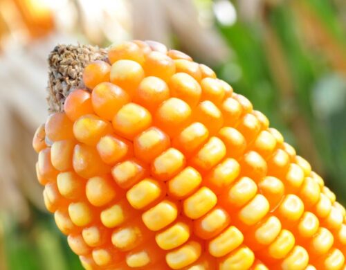 Brasil assume o topo como maior exportador global de milho